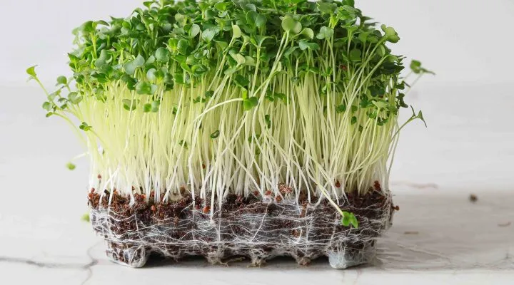 Brokkolispirer - kilden til Nomio's aktive ingredienser